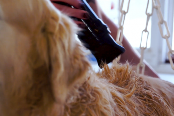 Toilettage Pontissalien