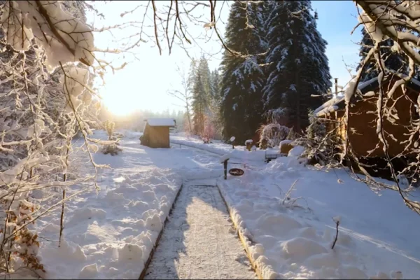 Cabanes dans les arbres